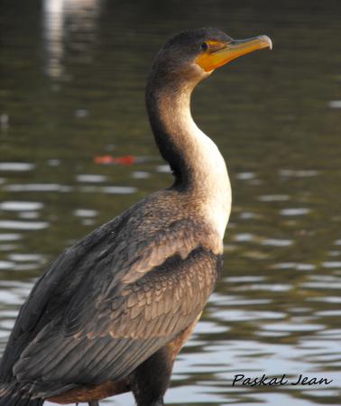 Photo (17): Double-crested Cormorant