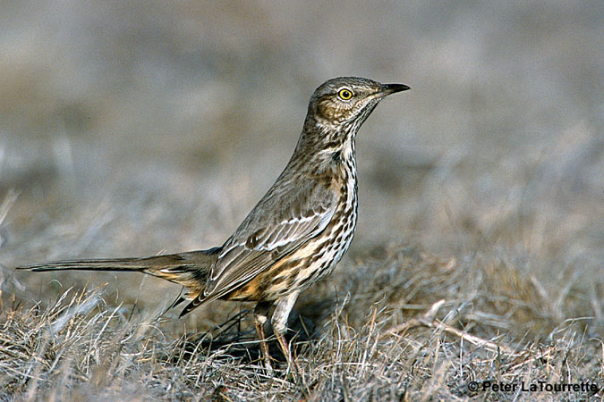 Photo (10): Sage Thrasher