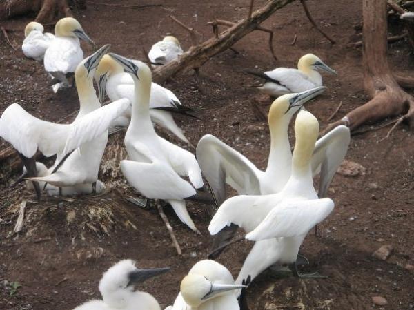 Photo (18): Northern Gannet