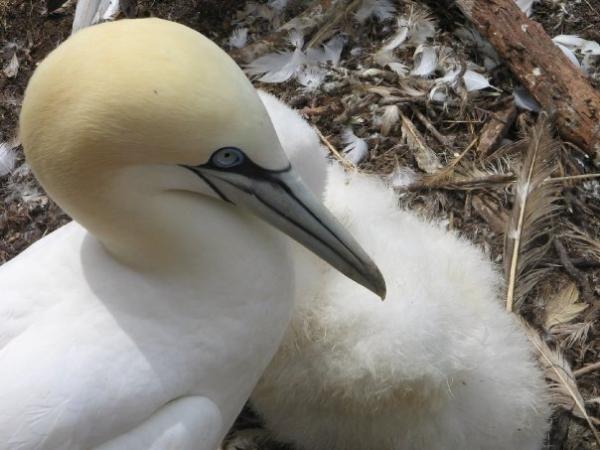 Photo (19): Northern Gannet