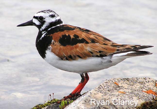 Photo (1): Ruddy Turnstone