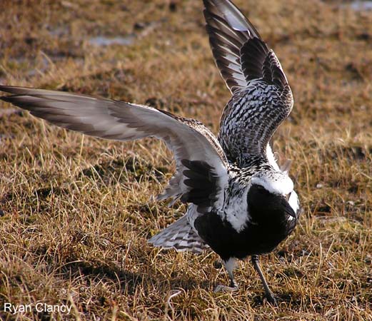 Photo (1): Black-bellied Plover