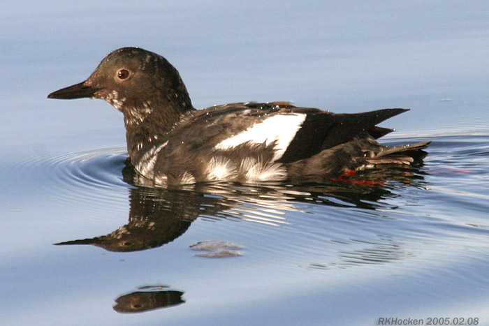 Photo (3): Pigeon Guillemot