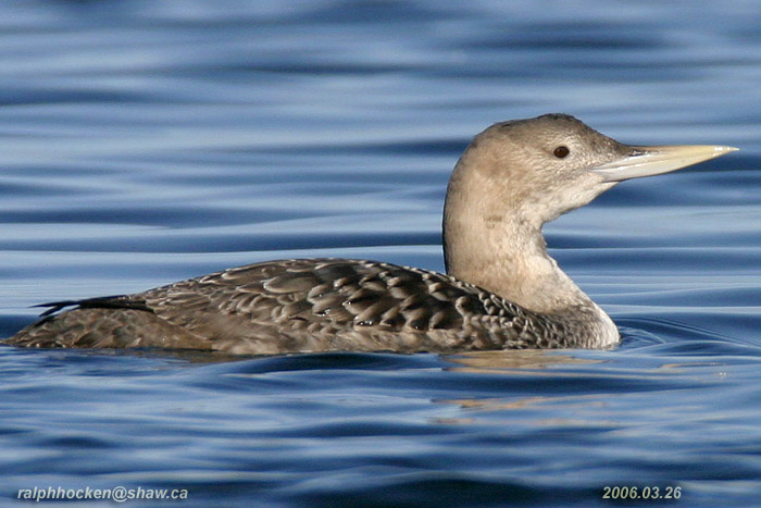 Photo (2): Yellow-billed Loon