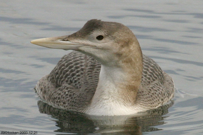 Photo (3): Yellow-billed Loon