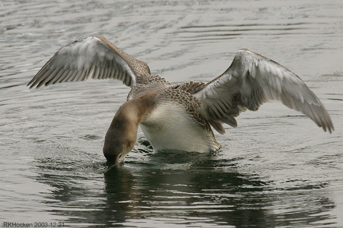 Photo (4): Yellow-billed Loon