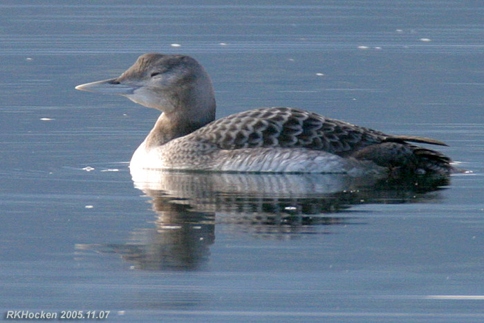 Photo (5): Yellow-billed Loon