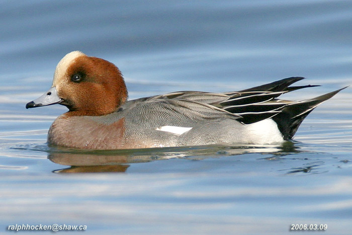 Photo (1): Eurasian Wigeon
