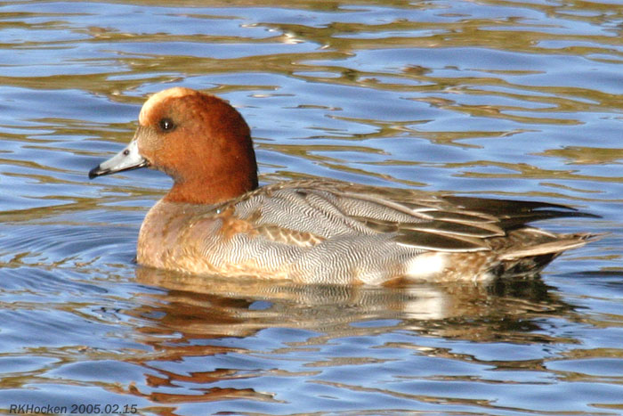 Photo (6): Eurasian Wigeon