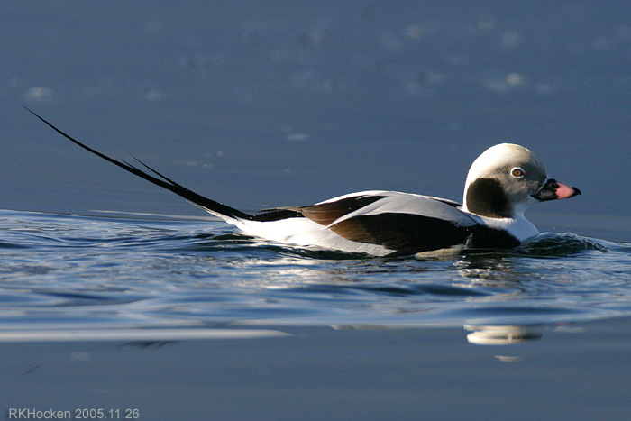 Photo (5): Long-tailed Duck
