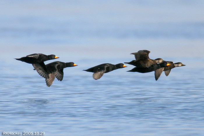 Photo (1): Black Scoter