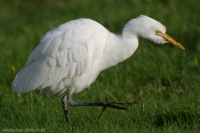 Photo (3): Cattle Egret