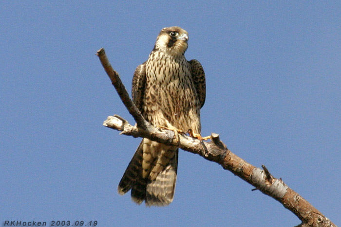 Photo (7): Peregrine Falcon