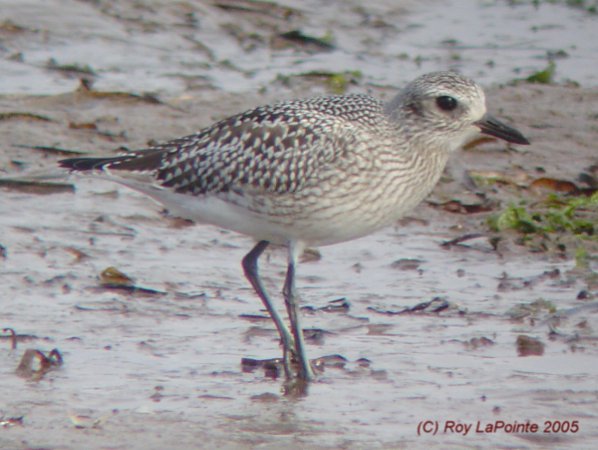 Photo (17): Black-bellied Plover