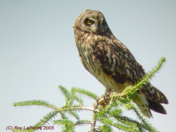 Photo (17): Short-eared Owl