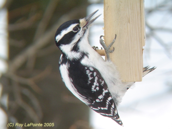 Photo (14): Hairy Woodpecker
