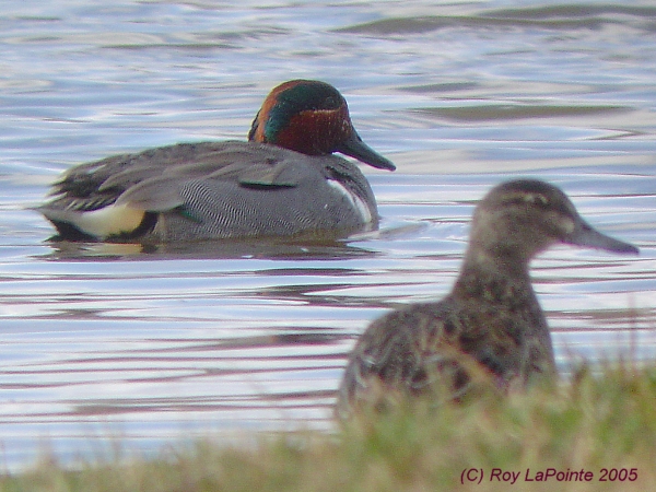 Photo (15): Green-winged Teal