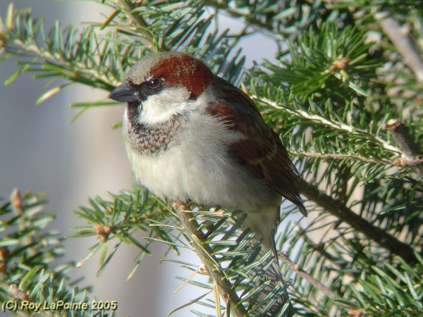 Photo (10): House Sparrow