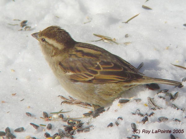 Photo (13): House Sparrow