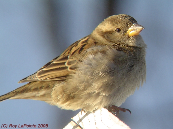 Photo (5): House Sparrow