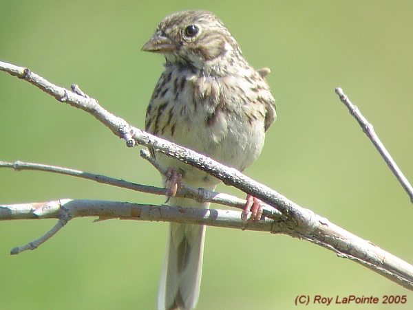 Photo (14): Vesper Sparrow
