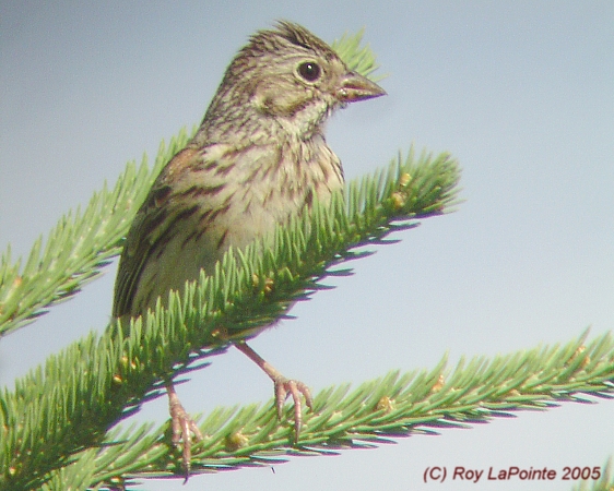 Photo (13): Vesper Sparrow