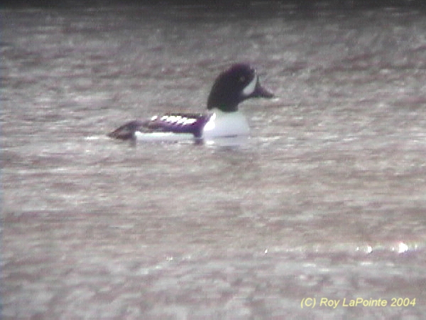 Photo (7): Barrow's Goldeneye