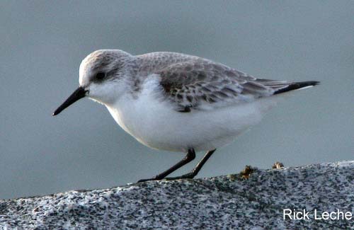 Photo (8): Sanderling