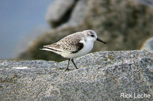 Photo (23): Sanderling