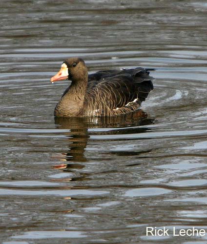 Photo (6): Greater White-fronted Goose