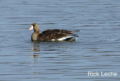 Photo (11): Greater White-fronted Goose