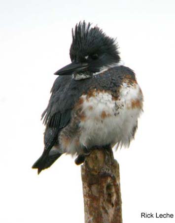 Photo (10): Belted Kingfisher