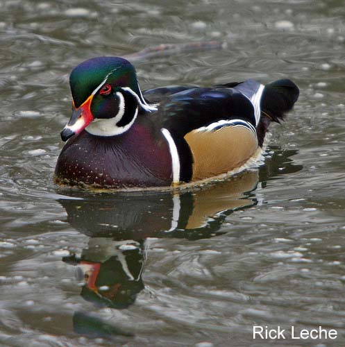 Photo (1): Wood Duck