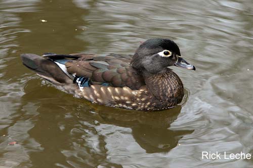 Photo (7): Wood Duck