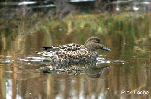 Photo (17): Green-winged Teal