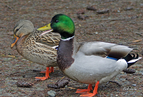 Photo (4): Mallard