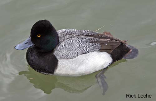 Photo (1): Lesser Scaup