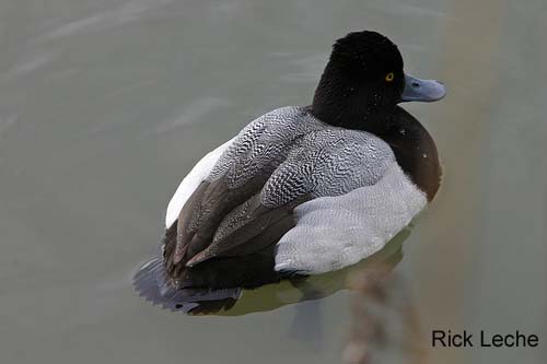 Photo (4): Lesser Scaup