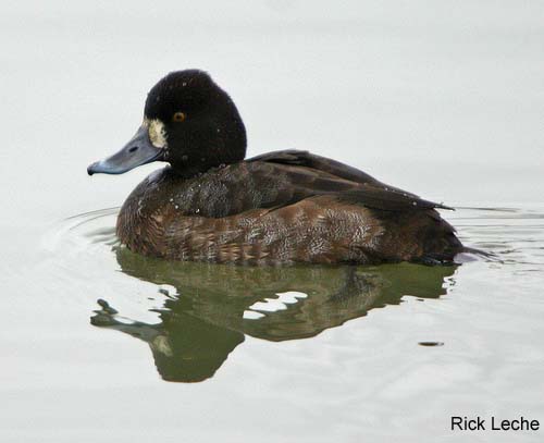 Photo (2): Lesser Scaup