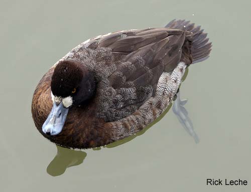 Photo (6): Lesser Scaup