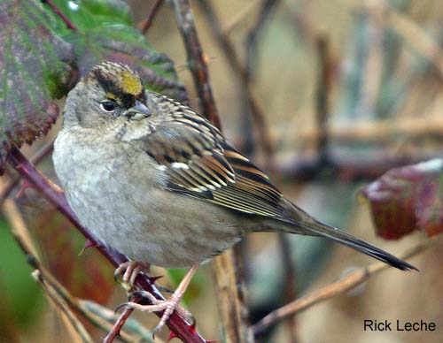 Photo (7): Golden-crowned Sparrow