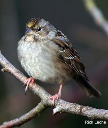 Photo (8): Golden-crowned Sparrow