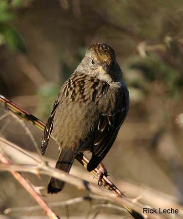 Photo (9): Golden-crowned Sparrow