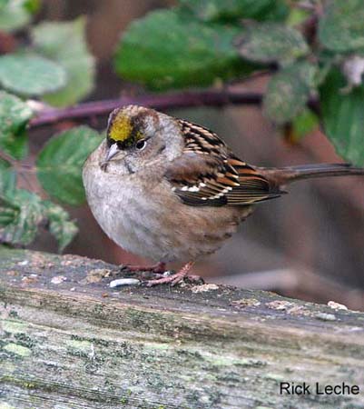 Photo (6): Golden-crowned Sparrow