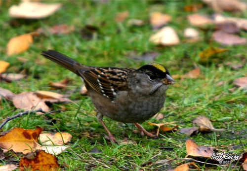 Photo (2): Golden-crowned Sparrow