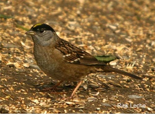 Photo (3): Golden-crowned Sparrow