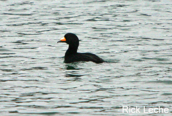 Photo (3): Black Scoter