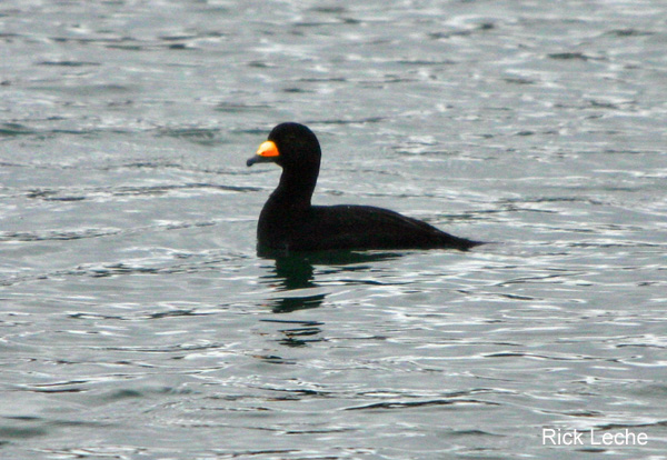 Photo (2): Black Scoter