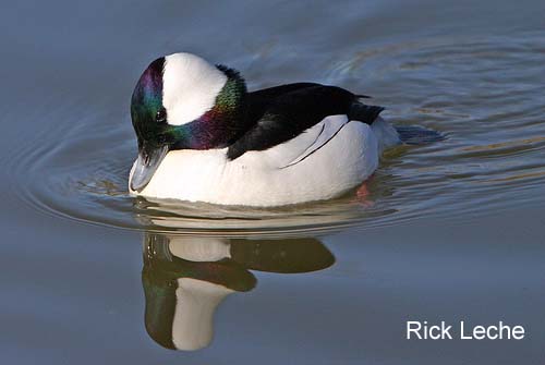 Photo (3): Bufflehead