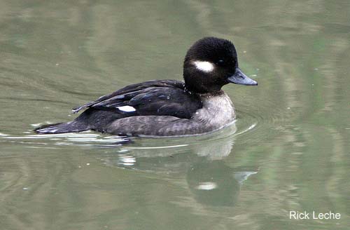 Photo (2): Bufflehead